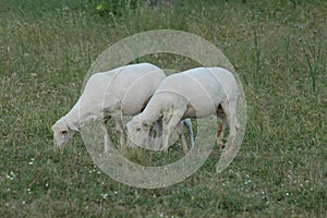 Newly sheared sheeps grazing in the field