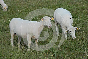 Newly sheared sheeps grazing in the field