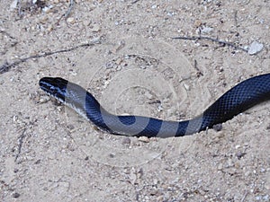 Black rat snake close up photo