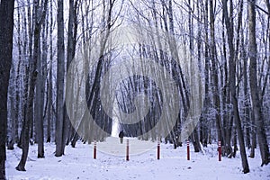 Newly snow on tree in forest and man on road