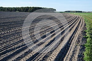 Newly sowed corn field
