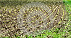 Newly sown corn field photo