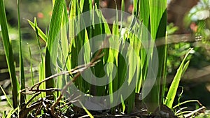 Newly sprouted leaves of wild iris, gardening concept