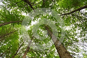 The newly sprouted trees