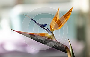 The newly strelitzia flower