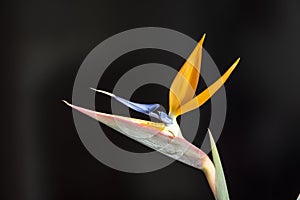 The newly strelitzia flower with black background