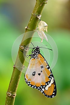 Newly transformed butterfly