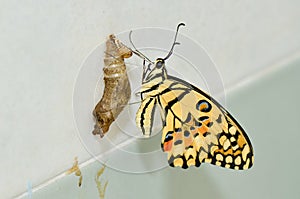 Newly transformed butterfly