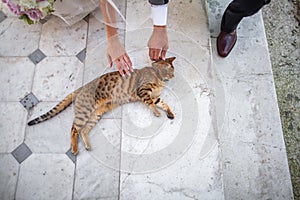 Newlyweds petting a cute and tabby cat