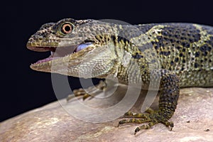 Newman's knob-scaled lizard (Xenosaurus newmanorum) photo