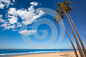 Newport beach California palm trees on shore