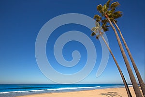 Newport beach California palm trees on shore