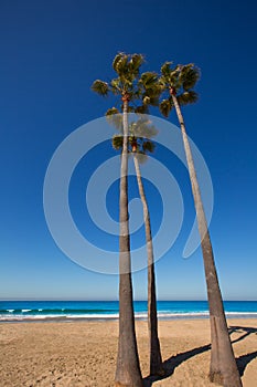 Newport beach California palm trees on shore