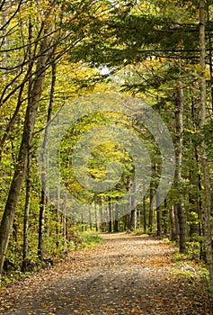 Newport Claremont Rail Trail in Newport, New Hampshire in autumn