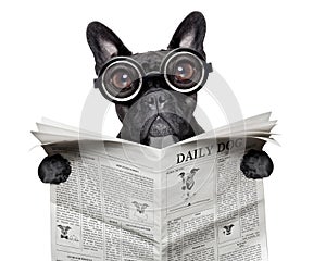Newspaper bulldog