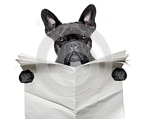 Newspaper bulldog