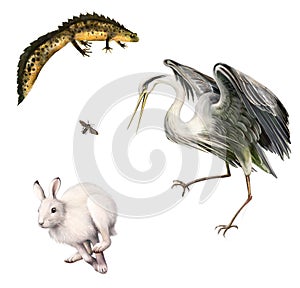 Newt, Hare, Fly, Grey Heron