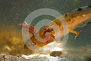 Newt larvae with gills in water. Amphibian larvae