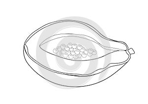 Papaya Line drawing Vector illustration