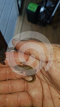 Newt: Newt, & x28;family Salamandridae& x29;, generic name used to describe several partially terrestrial salamanders