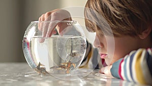 Newt under water swim in round aqua. Little boy observe triton.