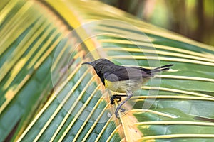 Newton`s sunbird, bird in Sao Tome