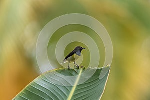 Newton`s sunbird, bird in Sao Tome