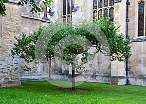 Newton tree in Cambridge