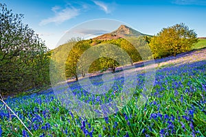 Bluebell Slope and Roseberry Topping