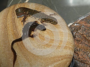 Newts in my garden pond. photo