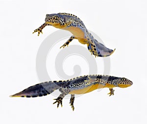 Newts swimming isolated on white photo