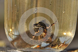 Newts trapped in a jar. Observation of the tailed amphibians. Swimming in fresh water