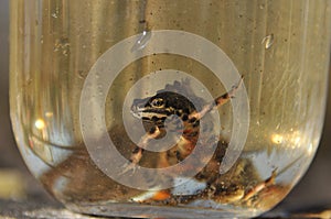 Newts trapped in a jar. Observation of the tailed amphibians. Swimming in fresh water