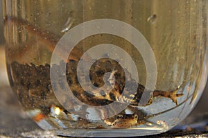 Newts trapped in a jar. Observation of the tailed amphibians. Swimming in fresh water
