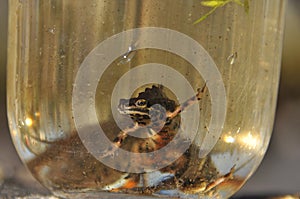 Newts trapped in a jar. Observation of the tailed amphibians. Swimming in fresh water photo