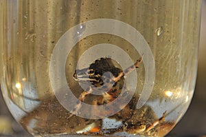 Newts trapped in a jar. Observation of the tailed amphibians. Swimming in fresh water photo