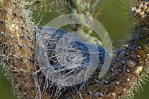 The nest of a Cactus Wren in a Cholla cactus in Arizona`s Sonoran Desert photo