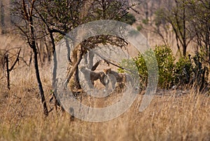 Cheetah cubs