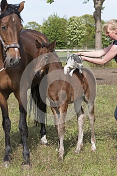 Next to the mare is a brown stallion foal, Jack Russell Terrier standing on his back. A young woman holds the dog, in a