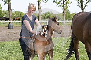 Next to the mare is a brown stallion foal, Jack Russell Terrier standing on his back. A young woman holds the dog, in a