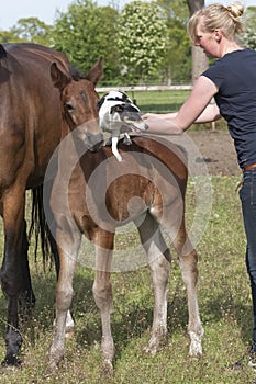 Next to the mare is a brown stallion foal, Jack Russell Terrier standing on his back. A young woman holds the dog, in a