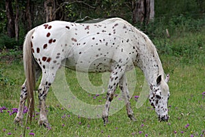 Nez Perce horse - Appaloosa