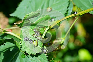 Nezara viridula green stink bug invasion garden a gardeners nightmare photo