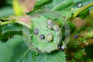 Nezara viridula green stink bug invasion photo