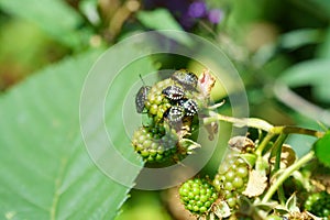 Nezara viridula green stink bug southern invasion photo