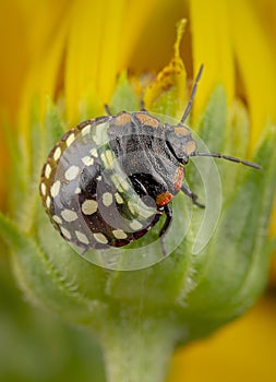 Nezara Viridula on yellow flower