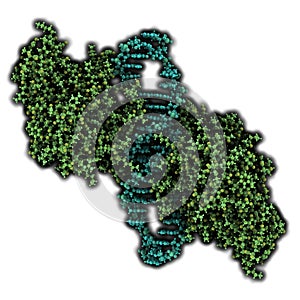 NF-kB nuclear factor kappa-light-chain-enhancer of activated B cells protein complex. Plays a role in cancer and inflammation. photo