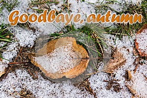 Fallen autumn leaves in the snow. Green grass under the snow. Goodbye autumn, hello winter photo