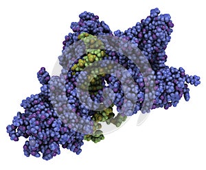 NFAT1 Nuclear factor of activated T-cells, cytoplasmic 2, NFATC2 protein. DNA binding protein implicated in breast cancer.