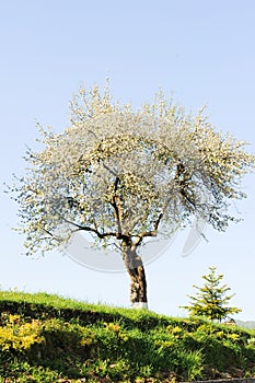 flowering tree in spring and blue sky